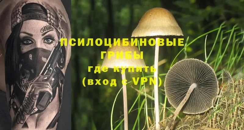 Галлюциногенные грибы Psilocybe  Новосиль 